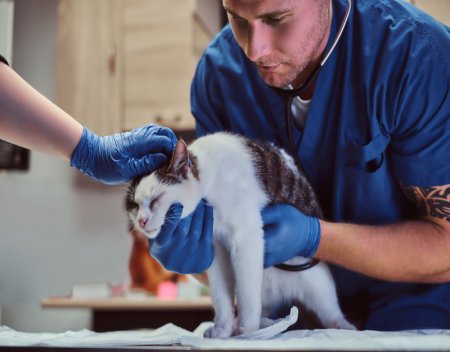 Best Veterinary Labeling Practices
