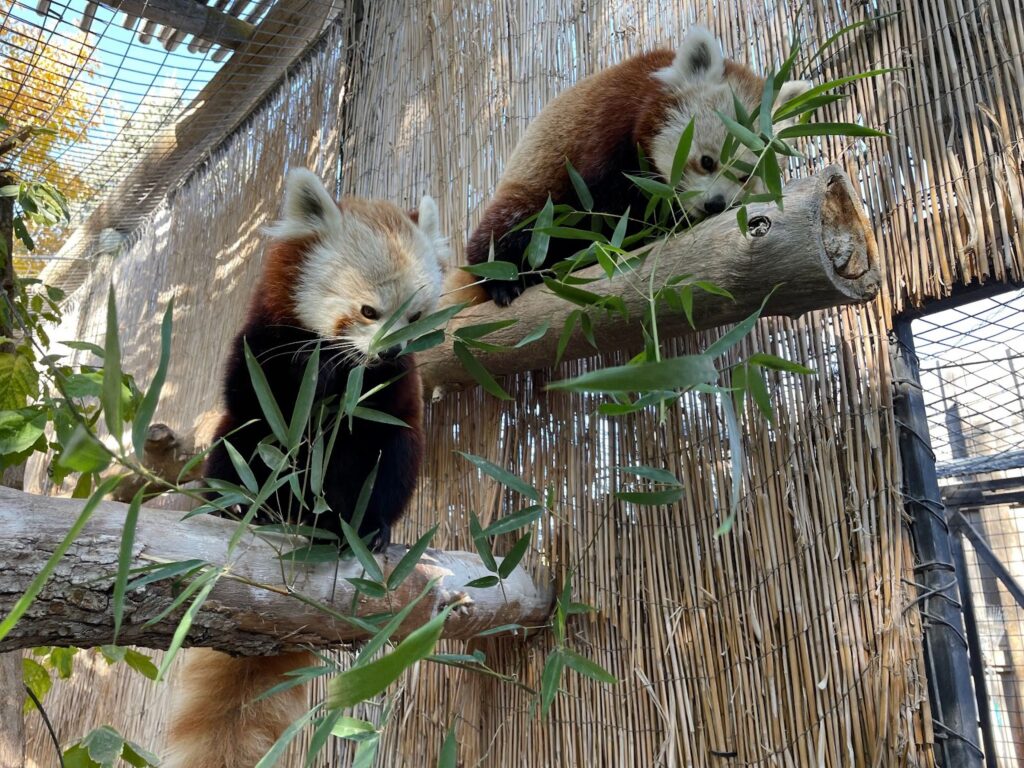 Firefox IRL: Meet Linda and Saffron, Idaho Falls Zoo’s mother-daughter red panda duo